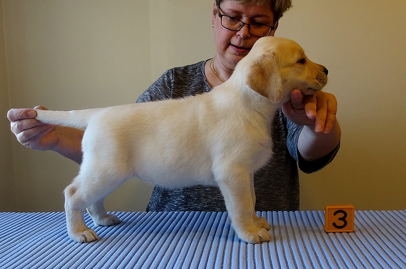 Tawastway's Cat Whiskers (6 weeks old), dam Follies Raindrop