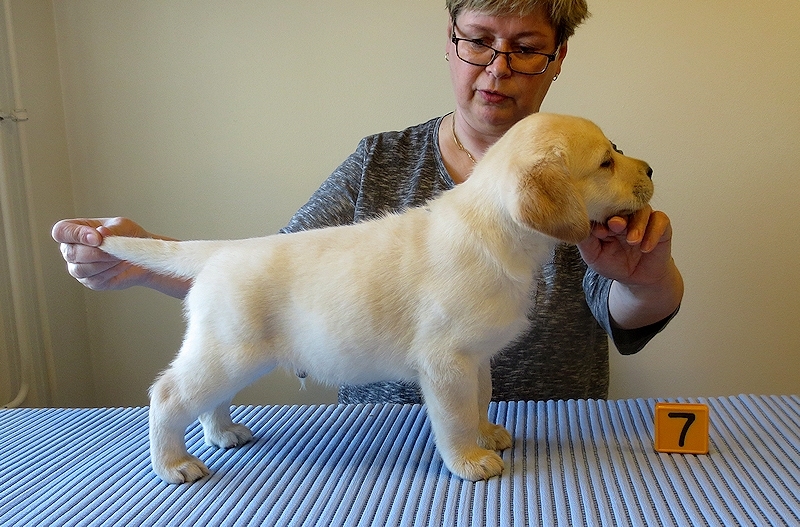 Tawastway's Copycat (6 weeks old), dam Follies Raindrop