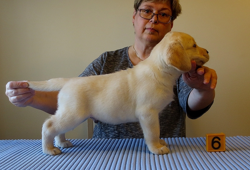 Tawastway's Fat Cat (6 weeks old), dam Follies Raindrop