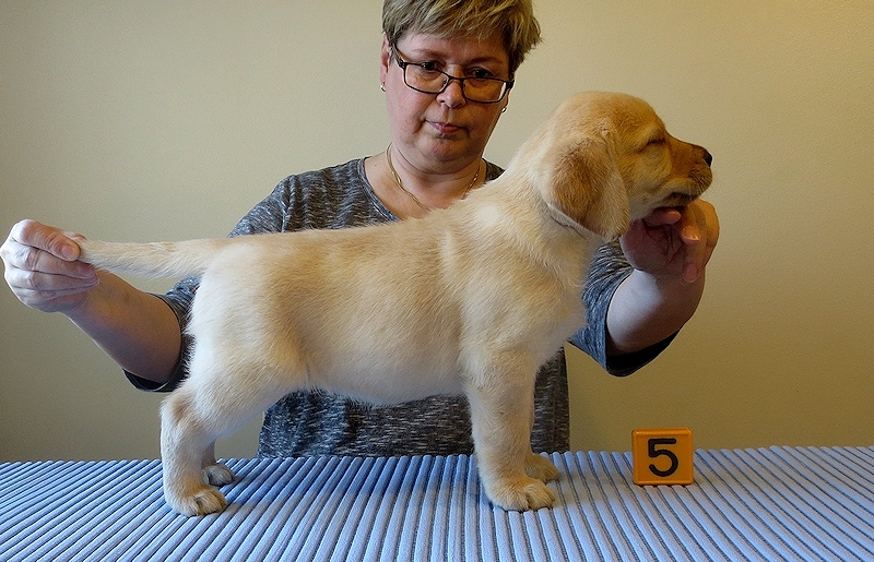 Tawastway's Hello Kitty (6 weeks old), dam Follies Raindrop