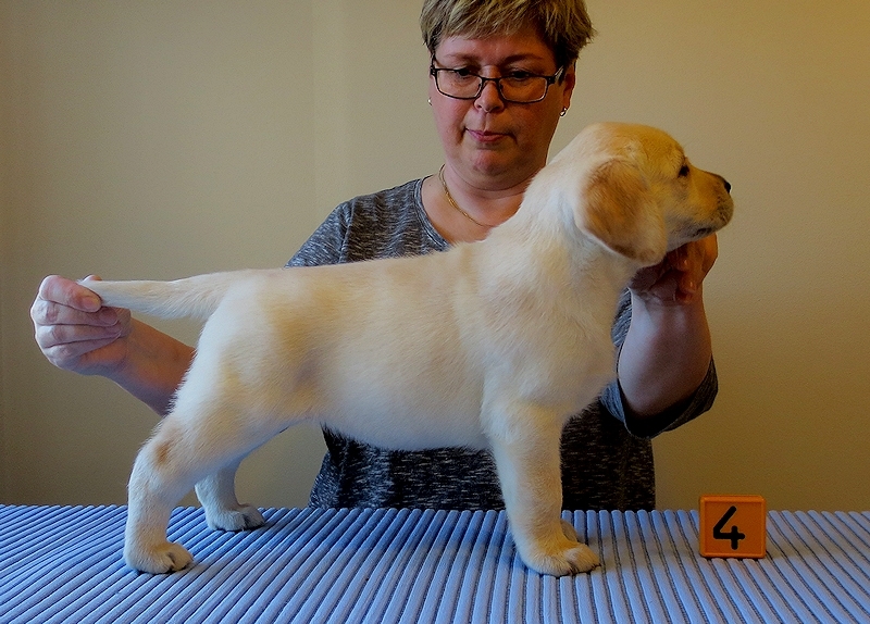 Tawastway's Mellow Kitty (6 weeks old), dam Follies Raindrop