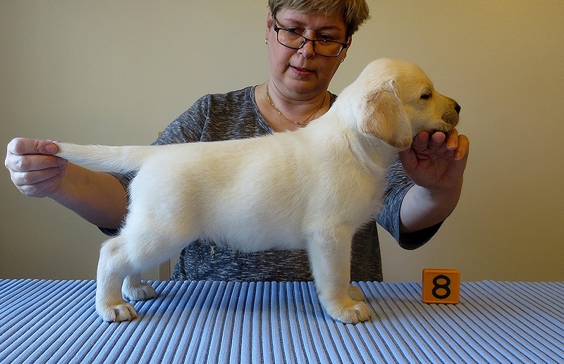 Tawastway's Snowcat (6 weeks old), dam Follies Raindrop