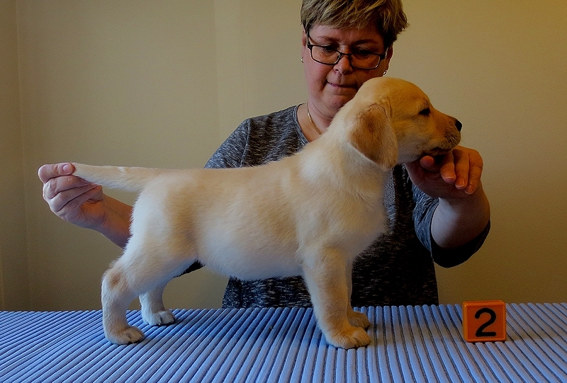 Tawastway's Yellow Kitty (6 weeks old), dam Follies Raindrop
