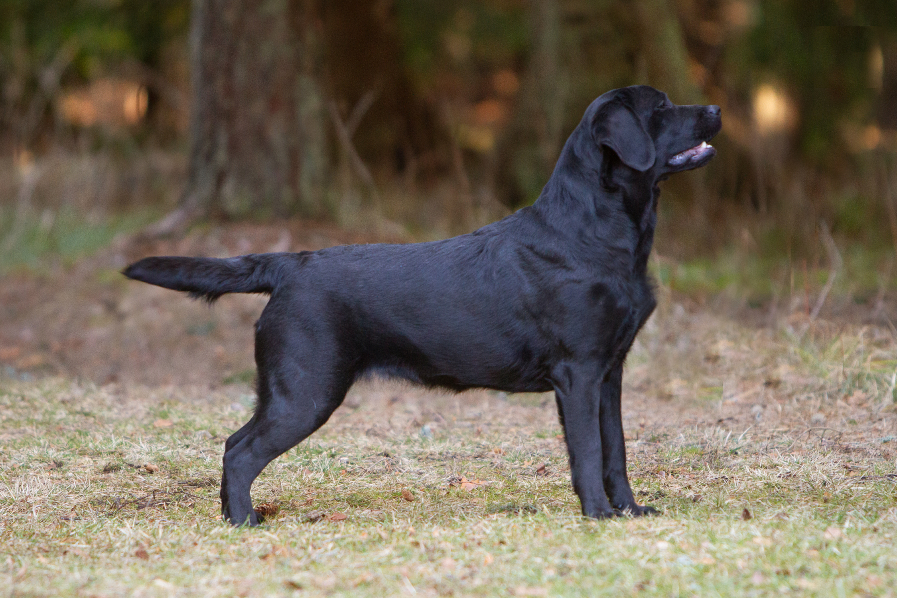 Reverie Stream Coffee Bean