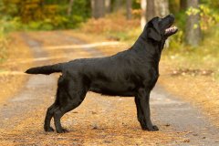 Reverie Stream Coffee Bean \"Lumi\"