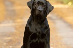 Reverie Stream Coffee Bean \"Lumi\"