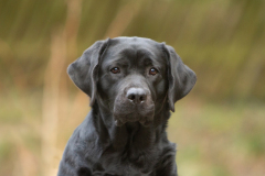 Reverie Stream Coffee Bean \"Lumi\"