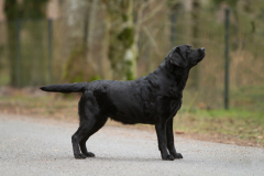 Reverie Stream Coffee Bean \"Lumi\"