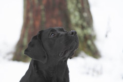 Reverie Stream Coffee Bean \"Lumi\"