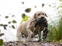 sally-duck