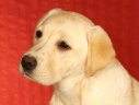sally-pup