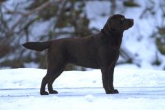 Royal Brown Brand New Herrera at the age of 2,5 years