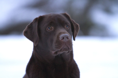 Royal Brown Brand New Herrera at the age of 2,5 years