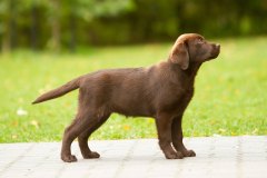 Royal Brown Brand New Herrera at the age of 7 weeks