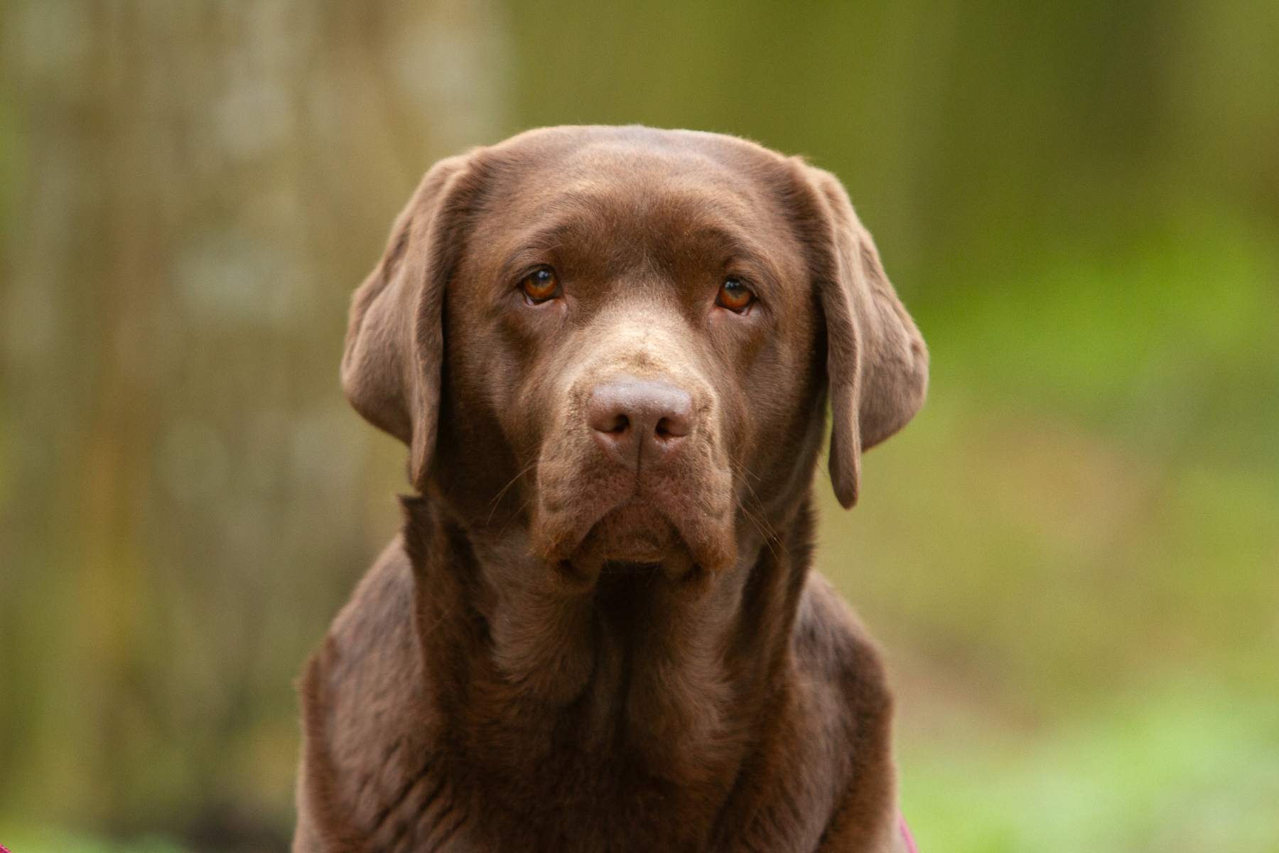 Royal Brown Miss Canada