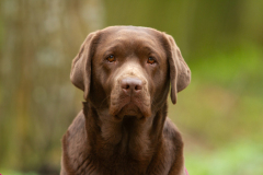 Royal Brown Miss Canada