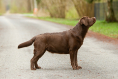 Royal Brown Miss Canada