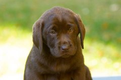 Royal Brown Miss Canada