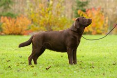 Royal Brown Miss Canada