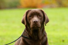 Royal Brown Miss Canada