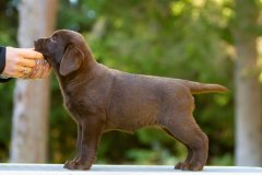 Royal Brown Miss Canada