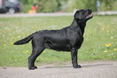 Royal Brown Ooh La Laa "Pudi" in June 2022. Photo by Pille-Riin Sepp.