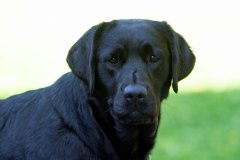 Royal Brown Ooh La Laa "Pudi" in June 2022