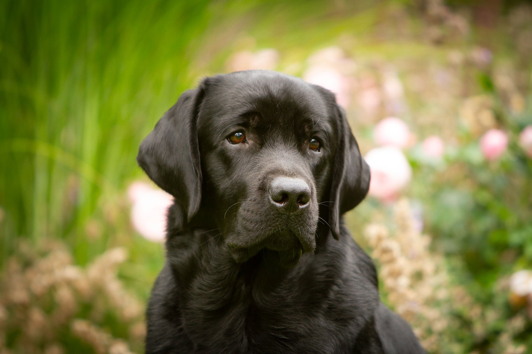 Stronglines Twinkle Twinkle Little Star