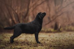 Strongline's Twinkle Twinkle Little Star