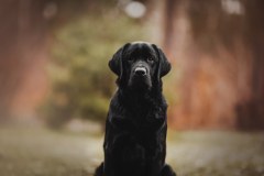 Strongline's Twinkle Twinkle Little Star