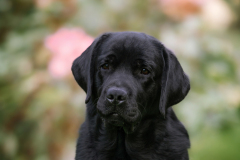 Strongline's Twinkle Twinkle Little Star