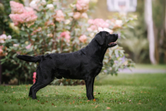 Strongline's Twinkle Twinkle Little Star