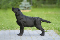 Strongline's Twinkle Twinkle Little Star