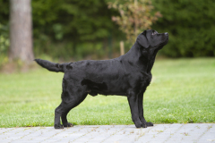 Strongline's Twinkle Twinkle Little Star