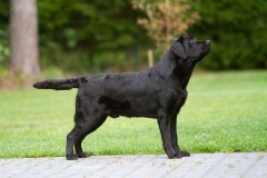 Strongline's Twinkle Twinkle Little Star