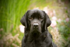 Strongline's Twinkle Twinkle Little Star