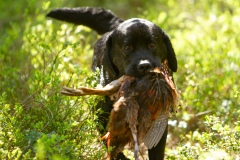 Strongline's Twinkle Twinkle Little Star