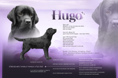 Strongline's Twinkle Twinkle Little Star