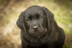 Strongline's Twinkle Twinkle Little Star