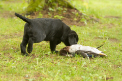 Strongline's Twinkle Twinkle Little Star