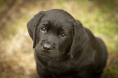 Strongline's Twinkle Twinkle Little Star