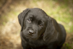 Strongline's Twinkle Twinkle Little Star