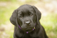 Strongline's Twinkle Twinkle Little Star