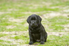 Strongline's Twinkle Twinkle Little Star