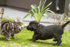 Strongline's Twinkle Twinkle Little Star