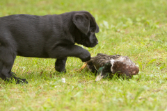 Strongline's Twinkle Twinkle Little Star