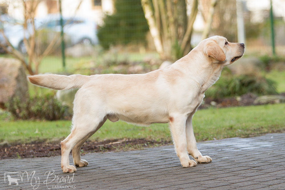 Tawastway's Snowholic