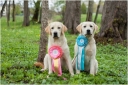 BOB & BIS I Puppy Tsunami Bella Mare & BOS Puppy Tawastway’s Snowholic at Retriever Puppy & Veteran Show 11.5.2014.