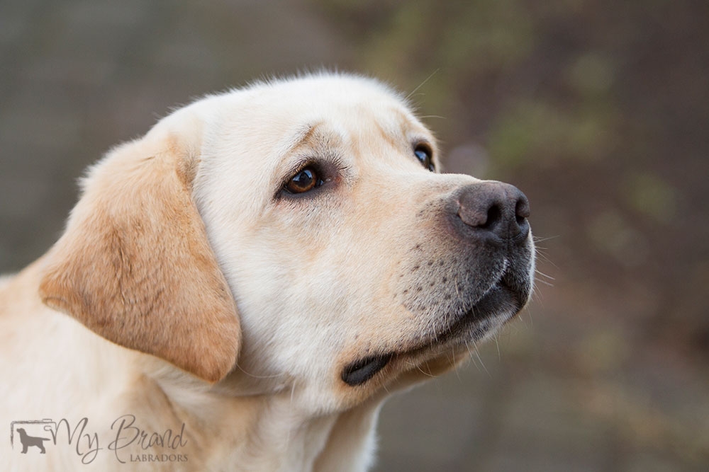 Tawastway's Snowholic in December 2016