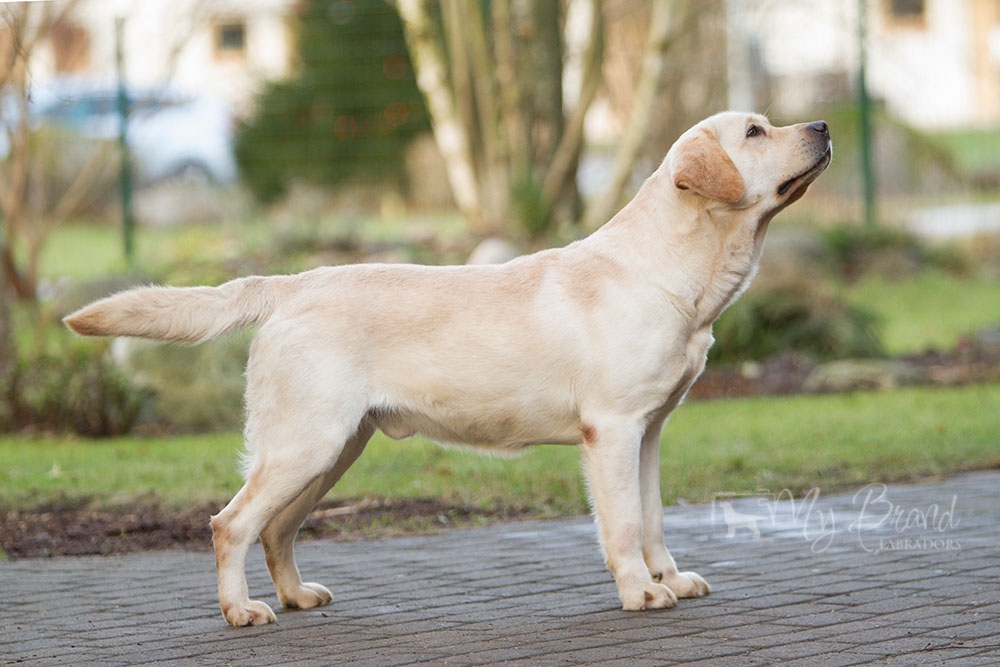 Tawastway's Snowholic in December 2016